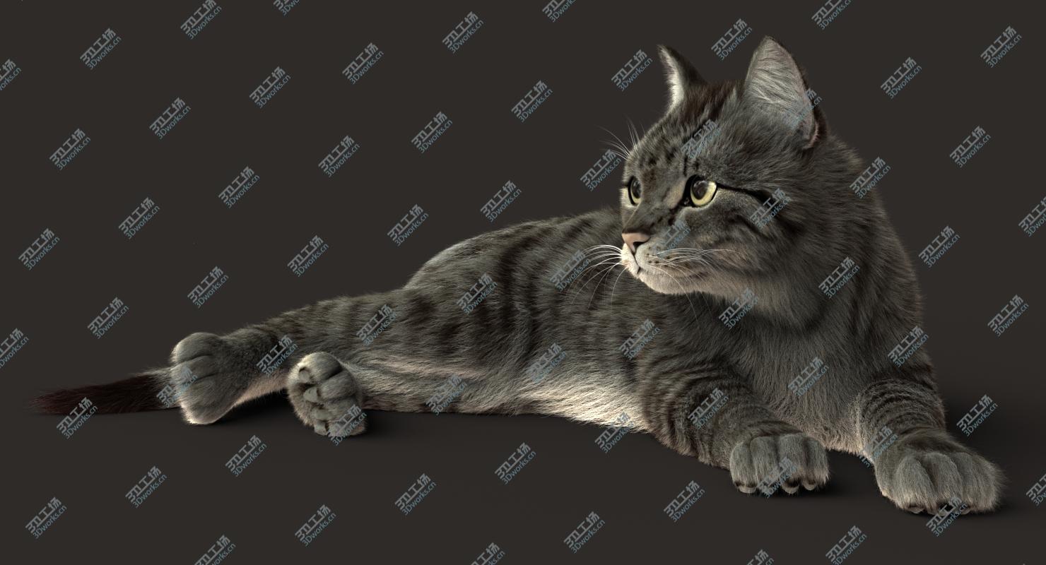images/goods_img/2021040232/Cat (2) (Grey Tabby) (RIG) (FUR) 3D model/3.jpg